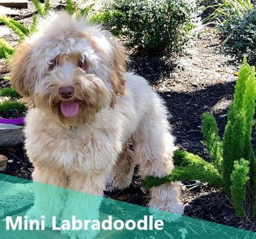 Mini Labradoodle