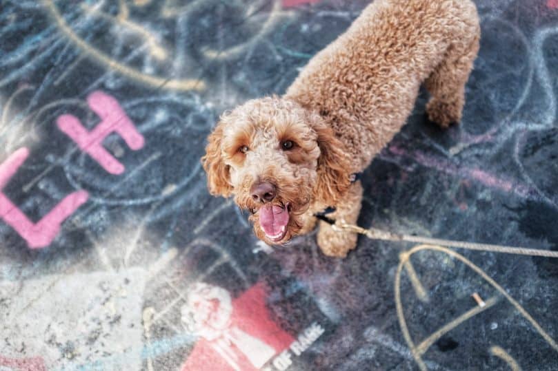 Mini Labradoodle on the sidewalk