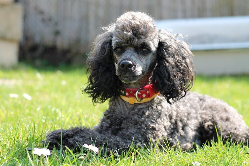 Miniature Poodle laying outside