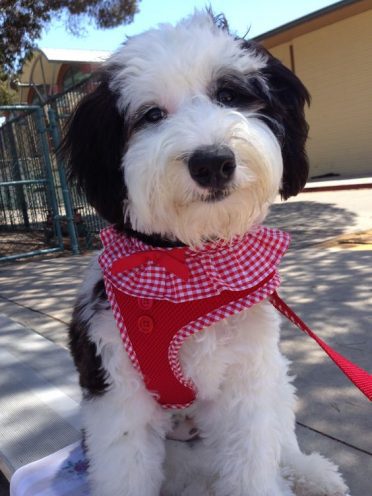 mini sheepadoodle