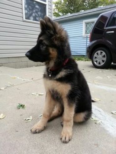 Miniature German Shepherd