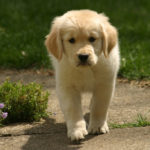 miniature golden retriever