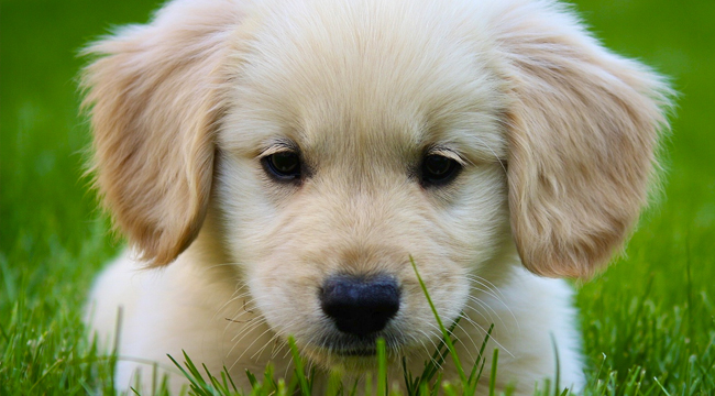 miniature golden retriever