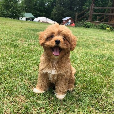 Miniature Goldendoodle