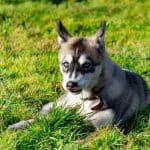 Miniature Husky laying in the grass