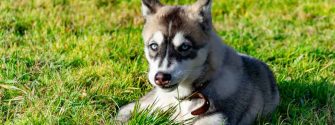 Miniature Husky laying in the grass