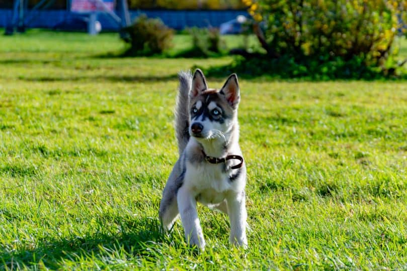 Mini Husky playing in the sun