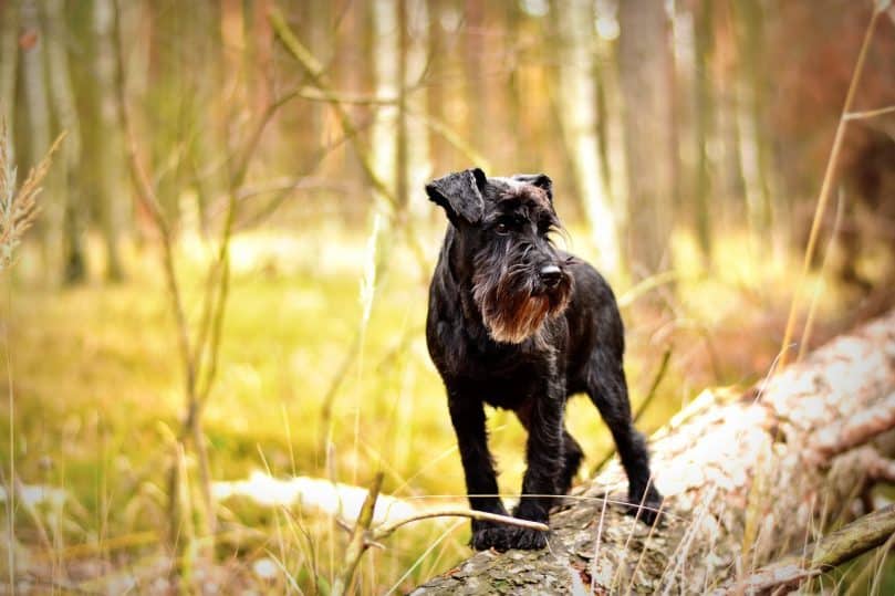 Schnauzer standing outside