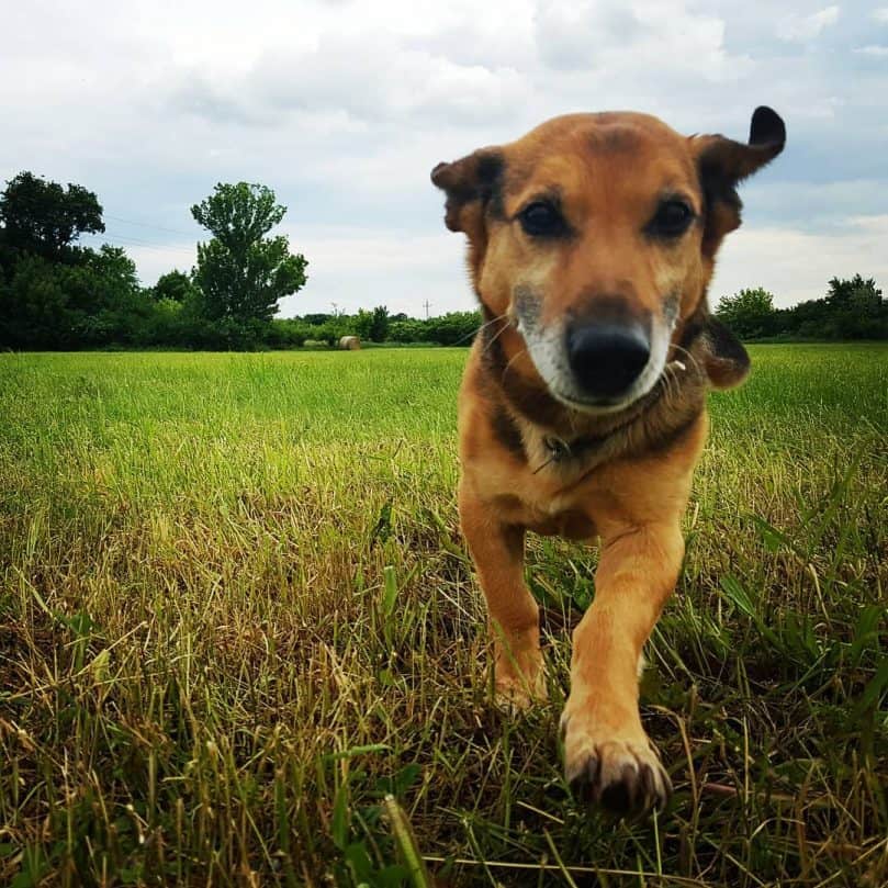 Miniature German Shepherd playing in grass