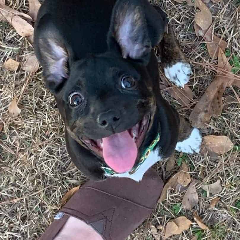 Mountain Feist puppy looking up at its owner