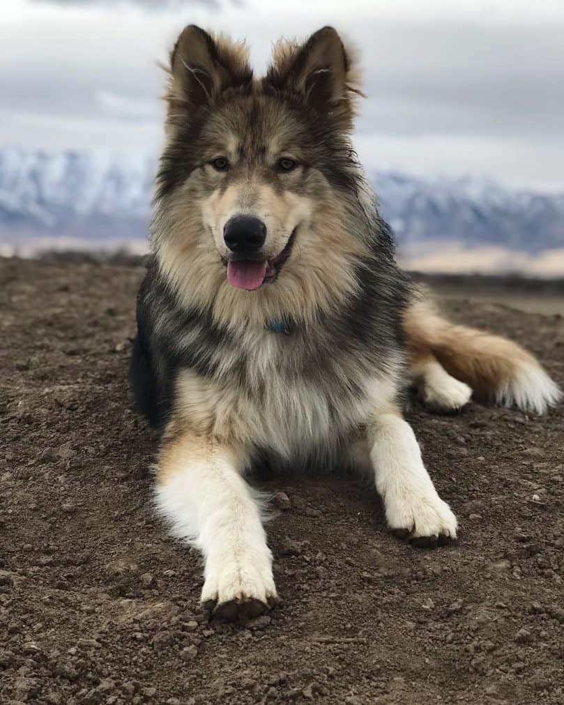 NAID laying in the dirt