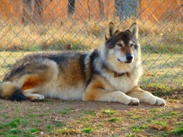 Native American Indian Dog