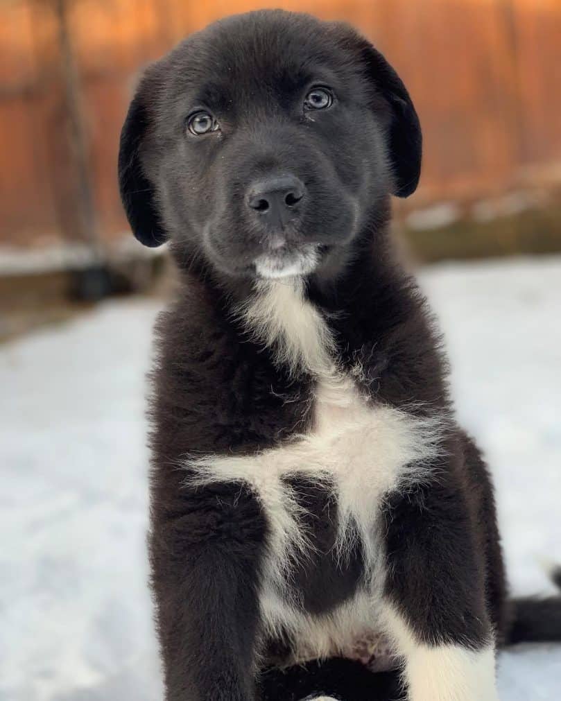 Newfoundland Great Pyrenees Mix puppy standing outdoors