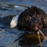 Young Newf swimming