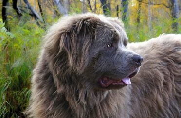 Newfoundland Dog