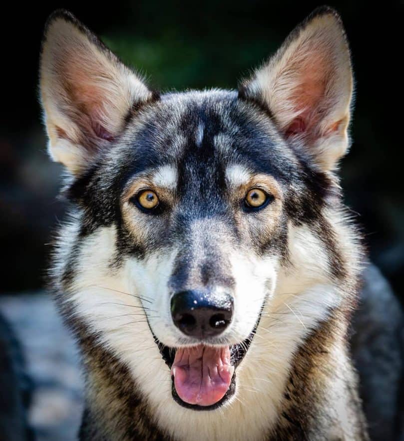 Northern Inuit Dog close up