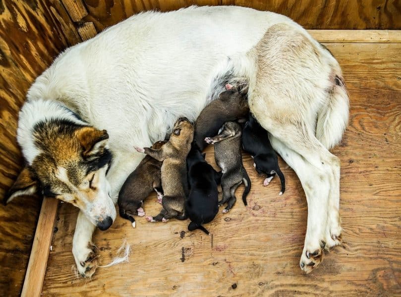 A mother dog nurses her puppies