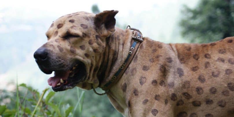 Pakistani Mastiff