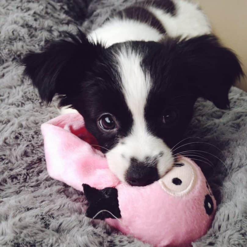 Pap Chi mix puppy with a toy