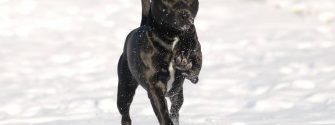 Patterdale Terrier on snow