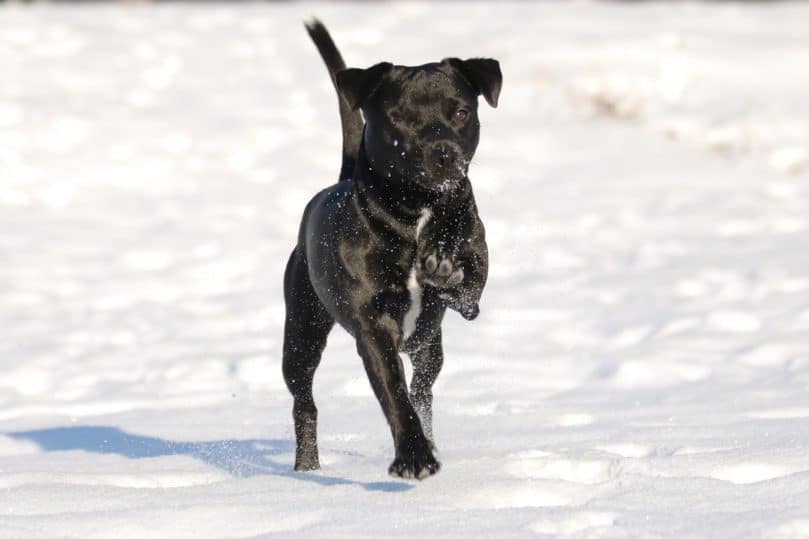 Patterdale Terrier on snow