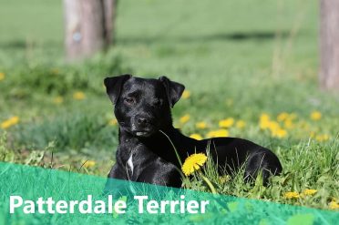 Patterdale Terrier