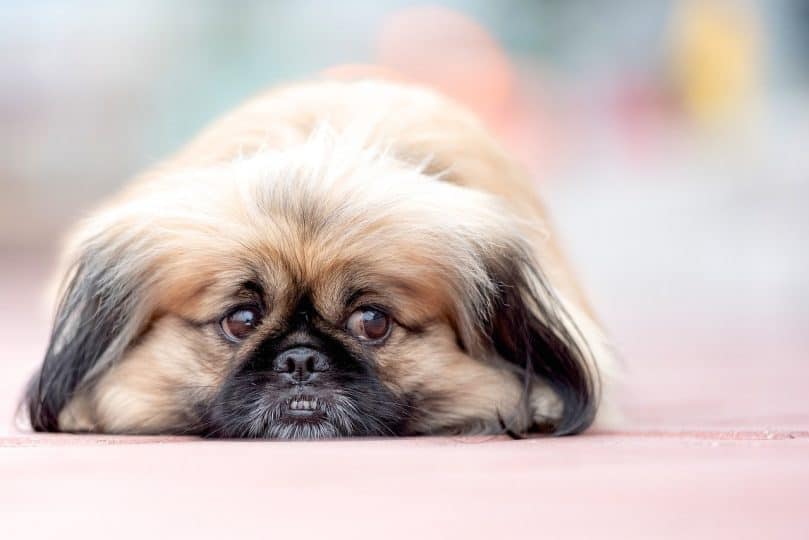 adult Pekingese