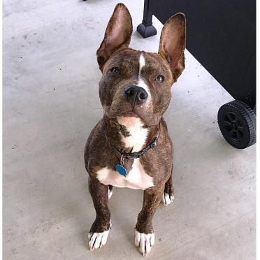 Pitbull Boxer Mix,also known as Bullboxer Pit