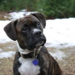 Pitbull Boxer Mix