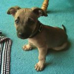 pitbull chihuahua mix #1