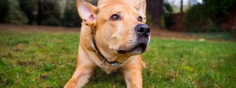 Pitbull and lab mix is working on its training skill outdoors in the backyard on a nice day.