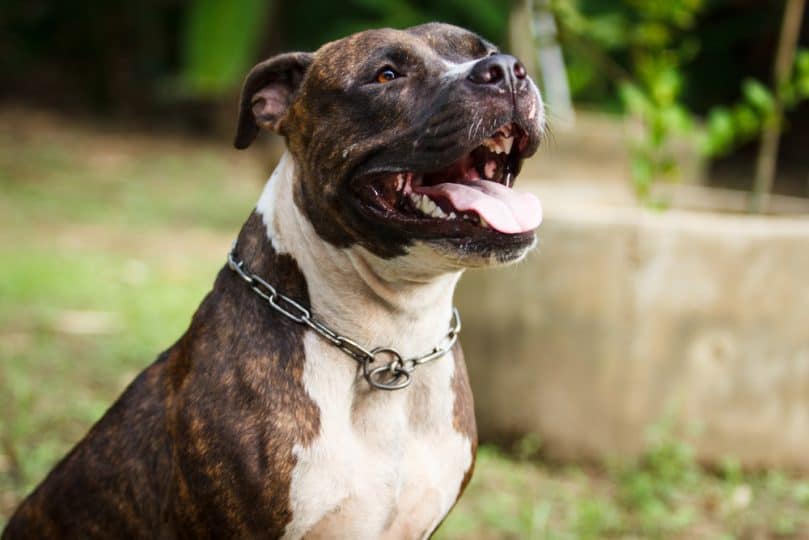 Face of Pitbull dog in background