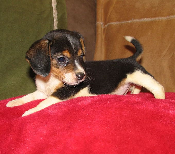 Pocket Beagle puppy on a pillow