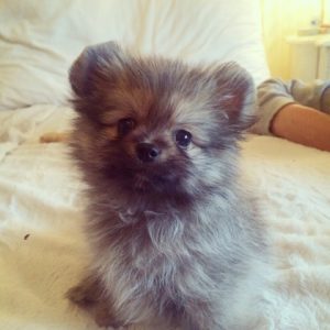 Small fluffy Pomchi puppy sitting