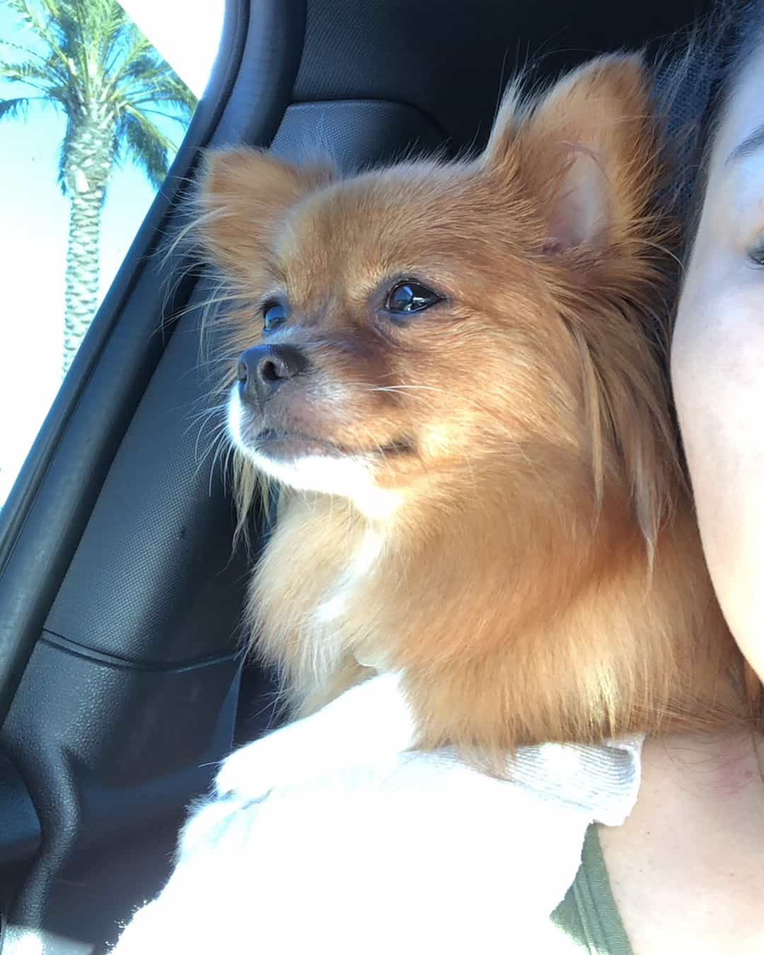 Adult Pomchi in the car