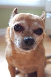 Pomchi dog is looking into camera