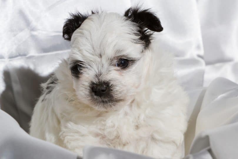 cute five week old pomeranian poodle mix with black ears