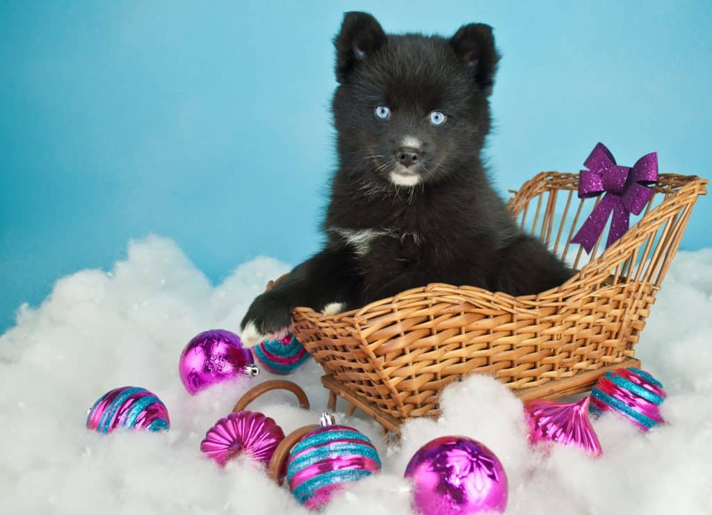 Cute Pomsky puppy sitting in a basket in the snow with purple Christmas ornaments around her on a blue background with copy space.