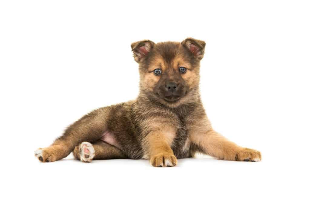 Pomsky puppy laying down