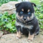 Very cute Pomsky puppy sitting on a rock outdoors with very blue eyes.