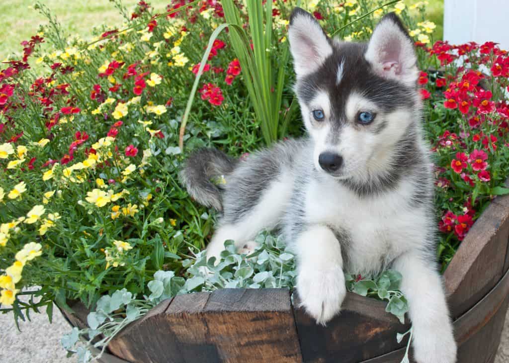 Cute Pomsky puppy laying in a bucket of flowers out doors.