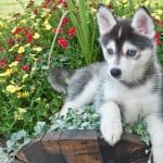 Cute Pomsky puppy laying in a bucket of flowers out doors.