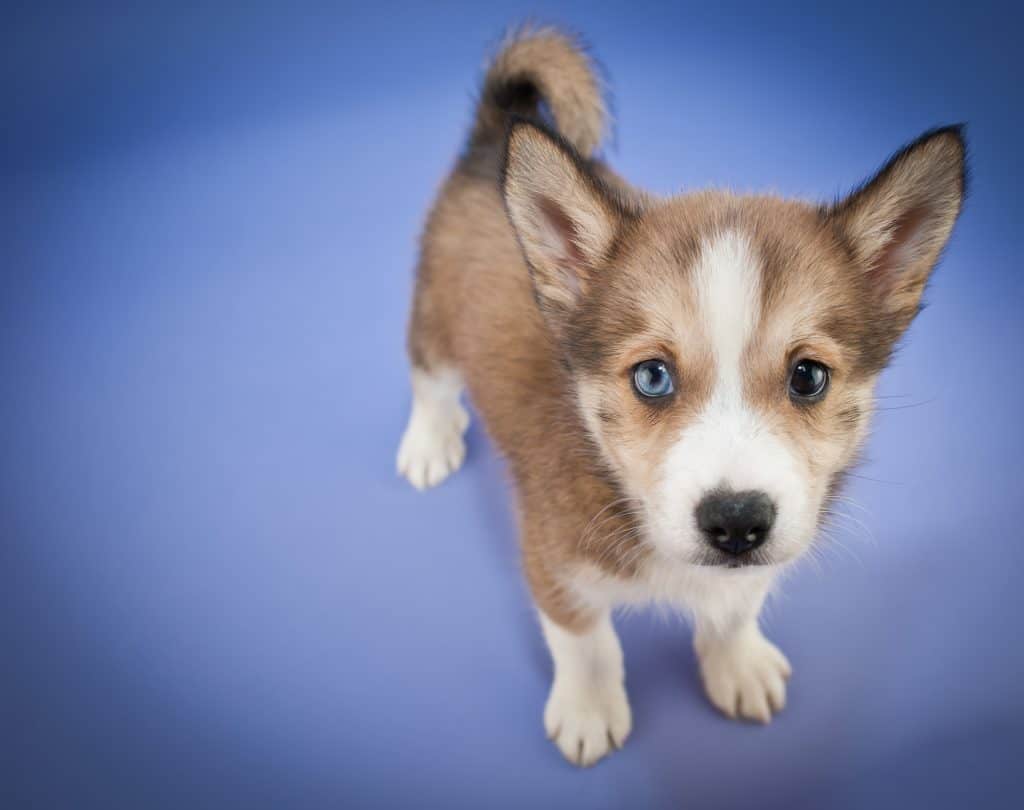 Close up of a sweet Pomsky puppy looking up on a purple background.