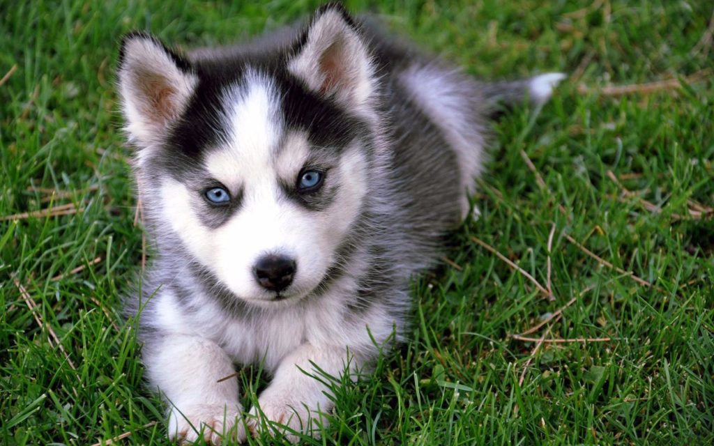 pomsky