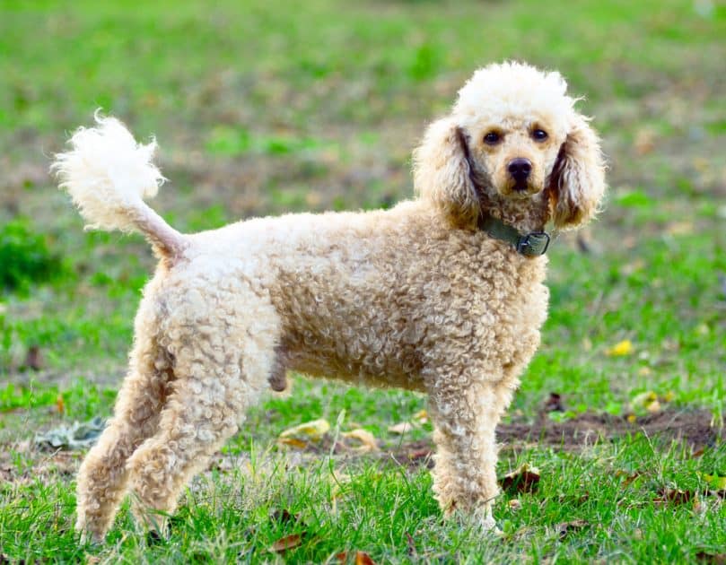 Standard Poodle