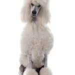 Standard Poodle