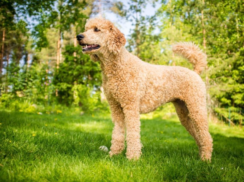 Very young poodle standing on the grass in the summer