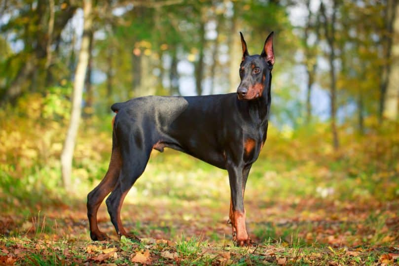 Doberman Pinscher standing in the forest