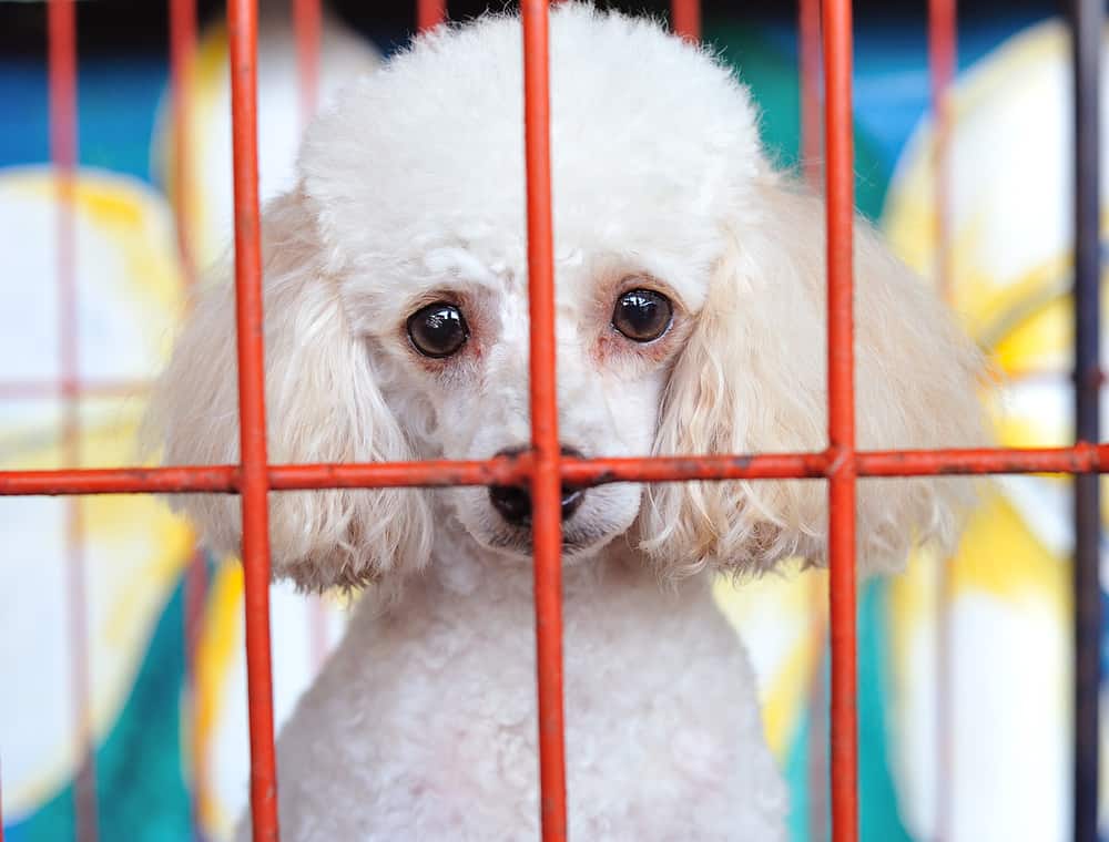 poodle dog in crate