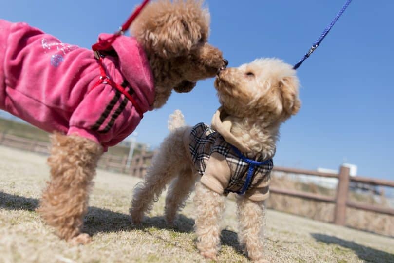 two little poodles on leash